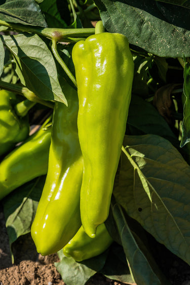 75 CUBANELLE PEPPER (Italian Sweets / Banana Pepper / Italian Frying Pepper) Capsicum Annuum Vegetable Seeds